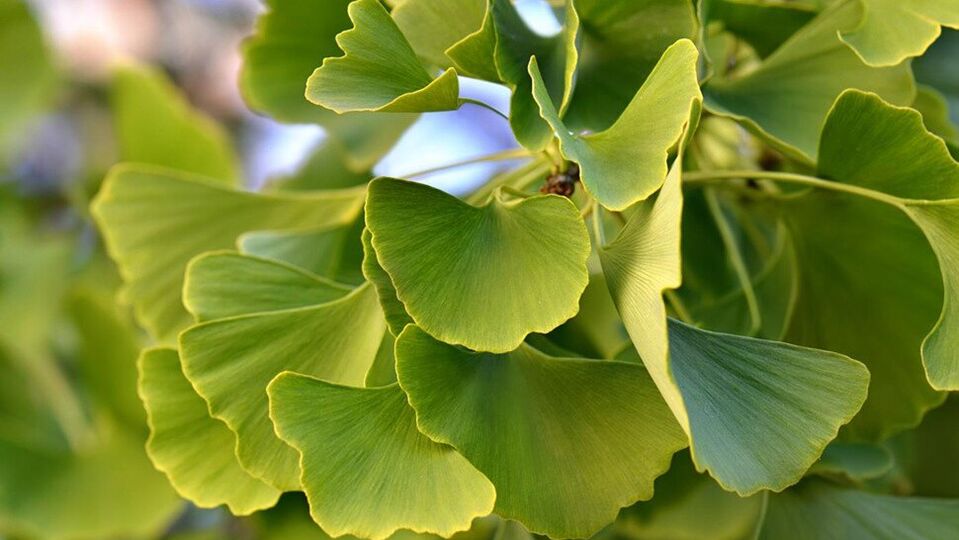 Ginkgo Biloba v Insunol